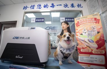 Pet Corgi at high-speed train station in Hangzhou