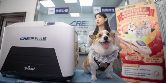 Pet Corgi at high-speed train station in Hangzhou