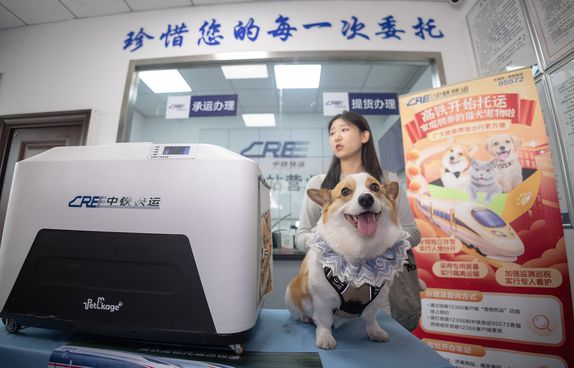 Pet Corgi at high-speed train station in Hangzhou