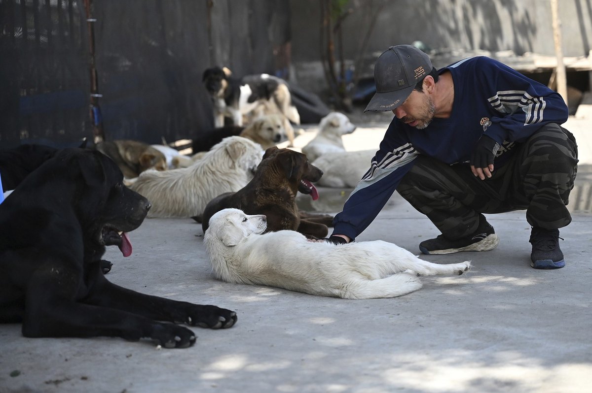 Rescued stray dogs at a facility in Hebei province