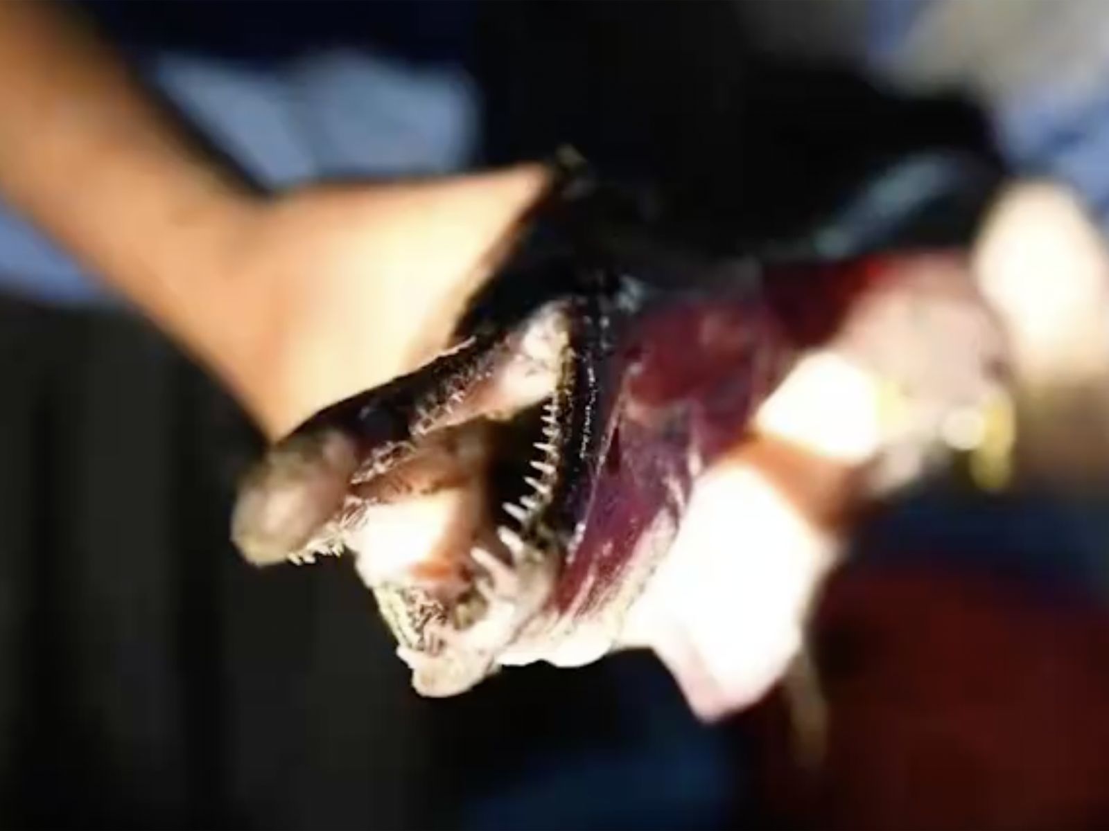American Alligator Gzar