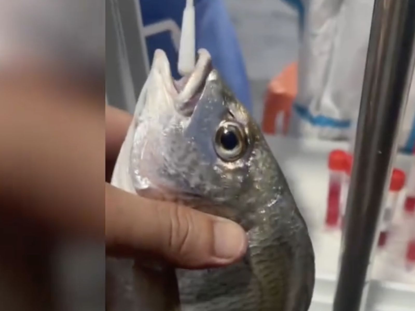 Fish swabbed in Fujian