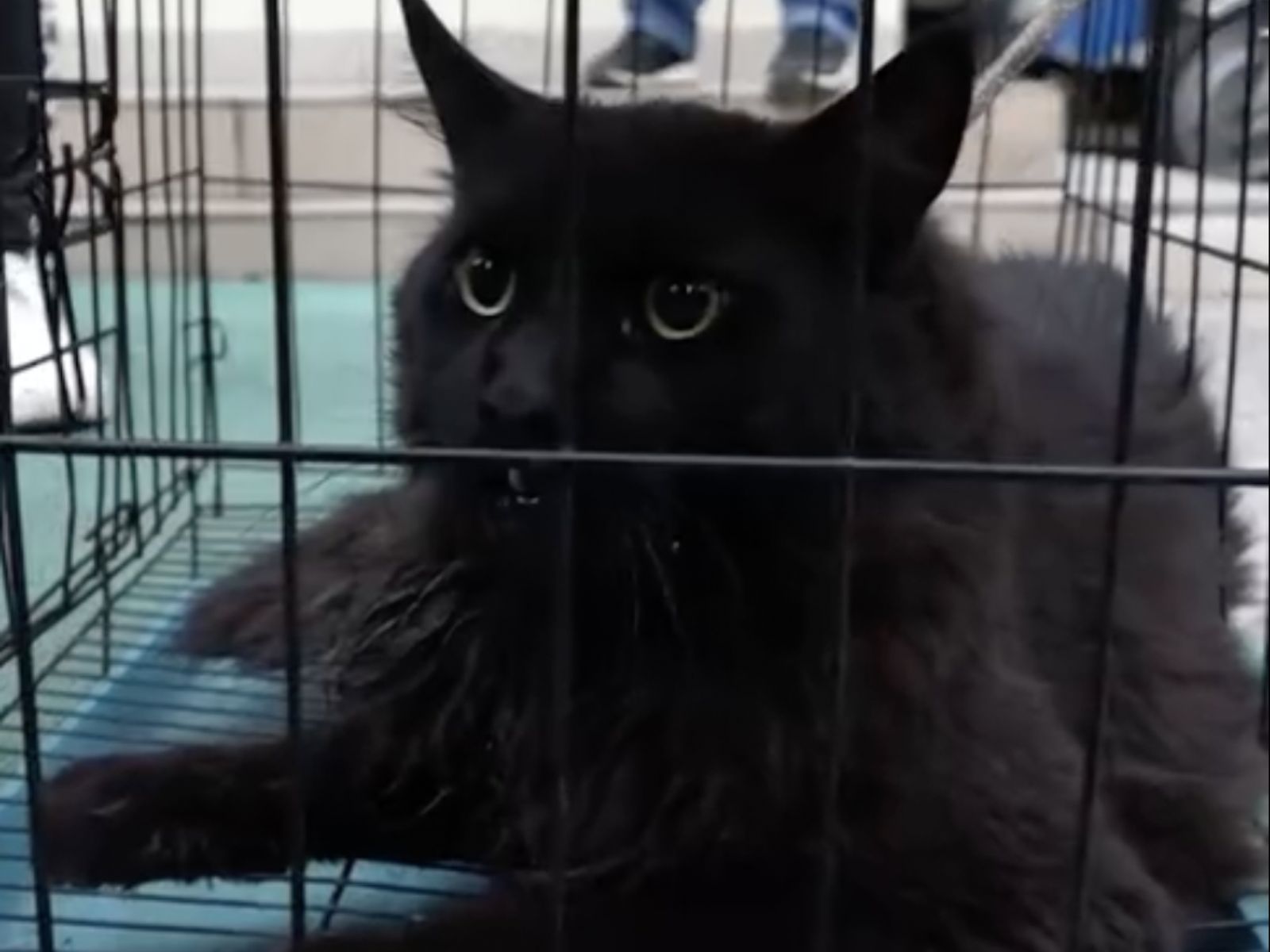 Black cat in Nanjing