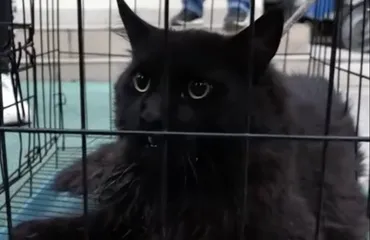 Black cat in Nanjing