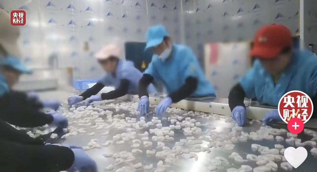 Factory workers being filmed adding phosphate to frozen shrimp in Shandong province