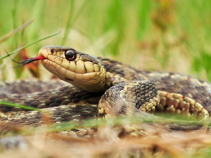 Snake_master.jpg
