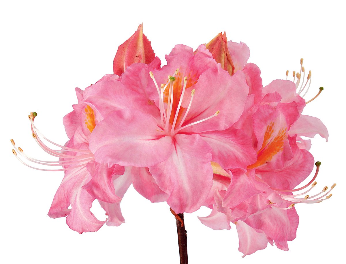 Spring of Dongke Temple, azalea flowers