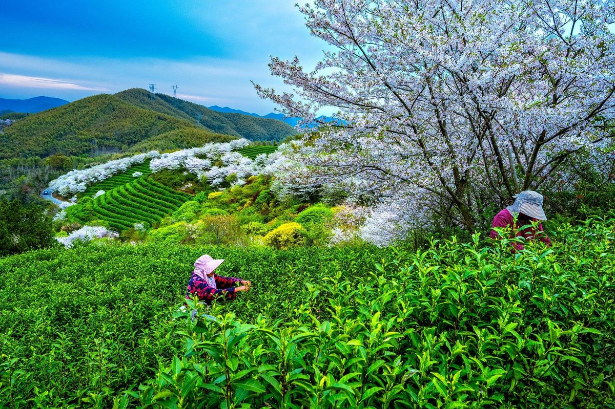 spring tea harvest in Ninghai county, Zhejiang