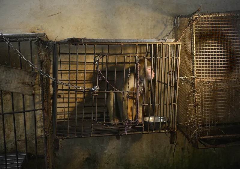 Circus animals are kept in cages when they are not performing