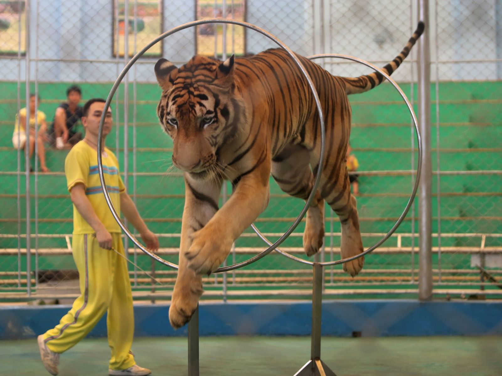 Circus tiger