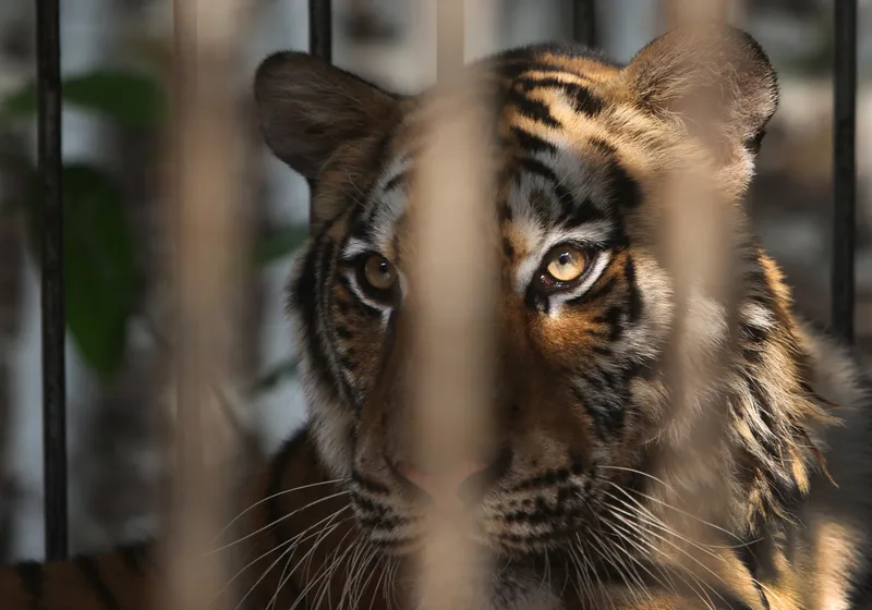Circus tigers' teeth are often sawed off for safety reasons, as well as to sell for profit