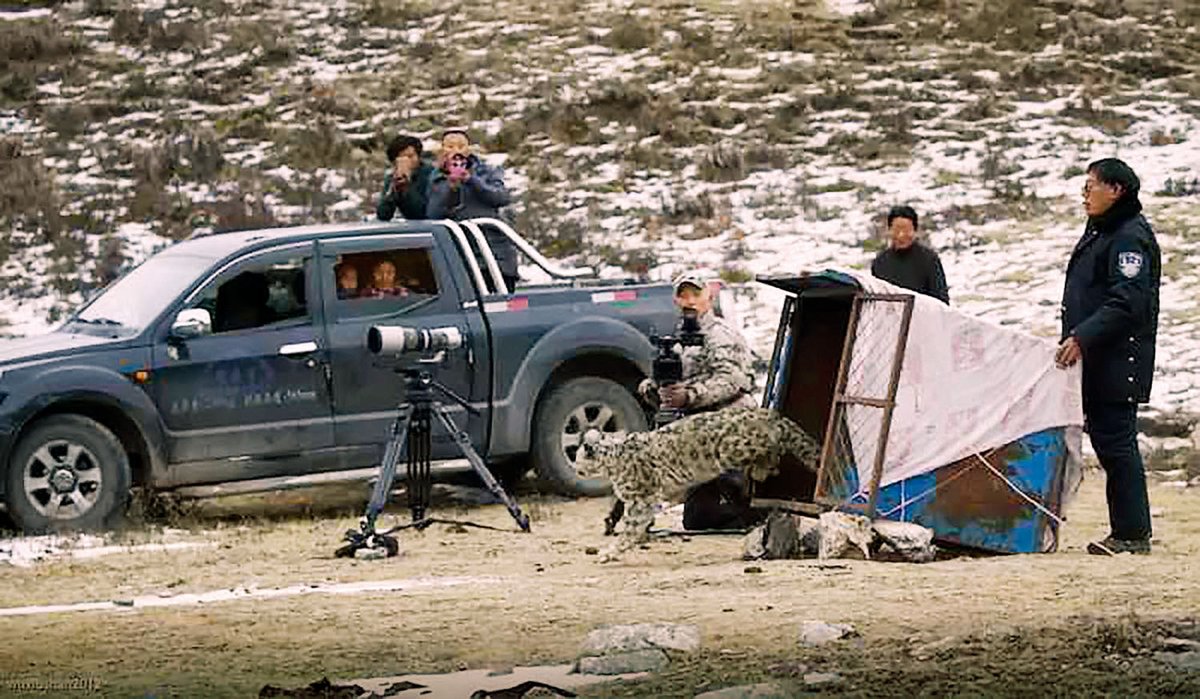 A young snow leopard in Angsai, Qinghai province, which was badly hurt by dogs or other leopards, was saved by local herdsmen and forest police and released to the wild in January 2016