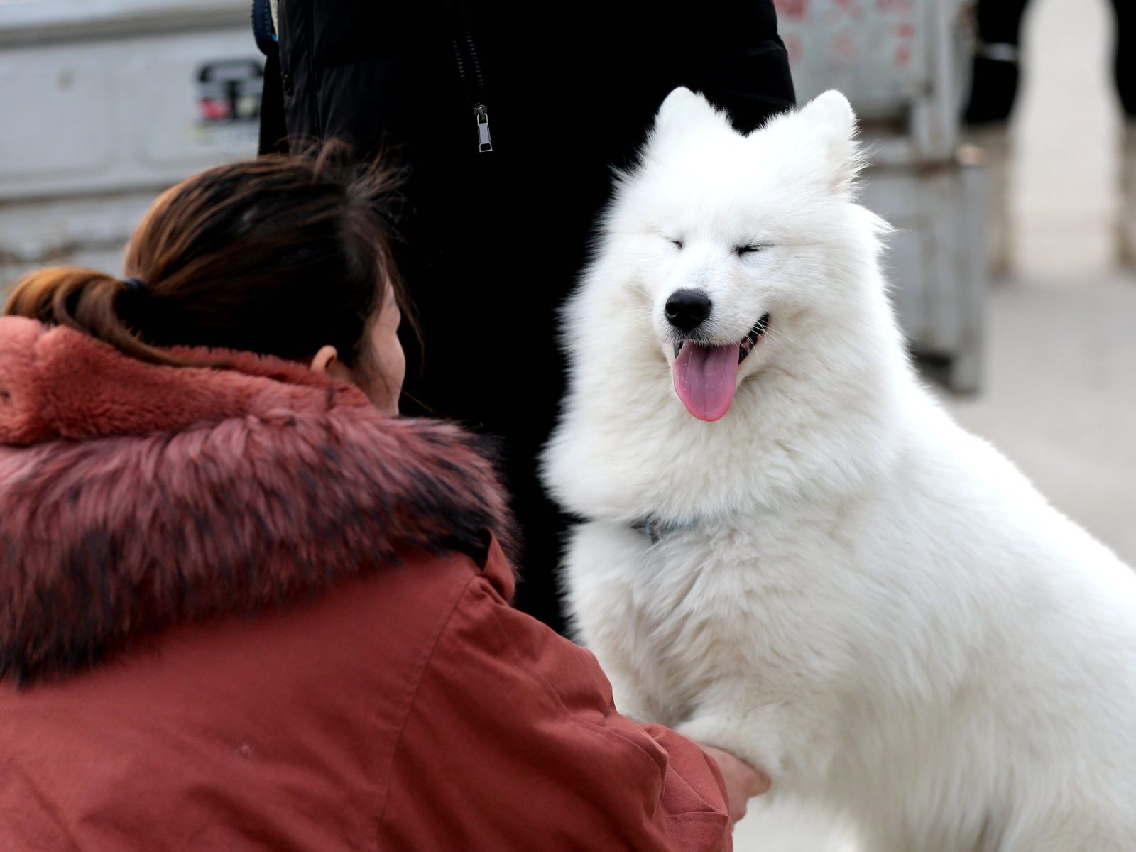 Dog trainer
