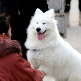 Dog trainer