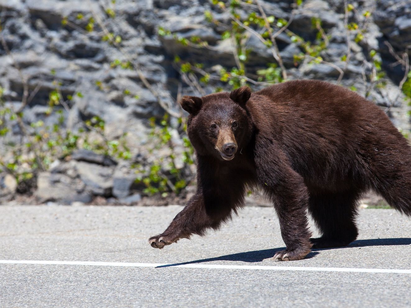 Bear walking