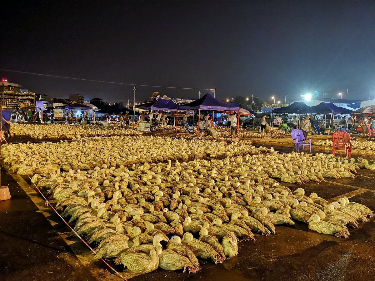 Ducks for Zhongyuan Festival