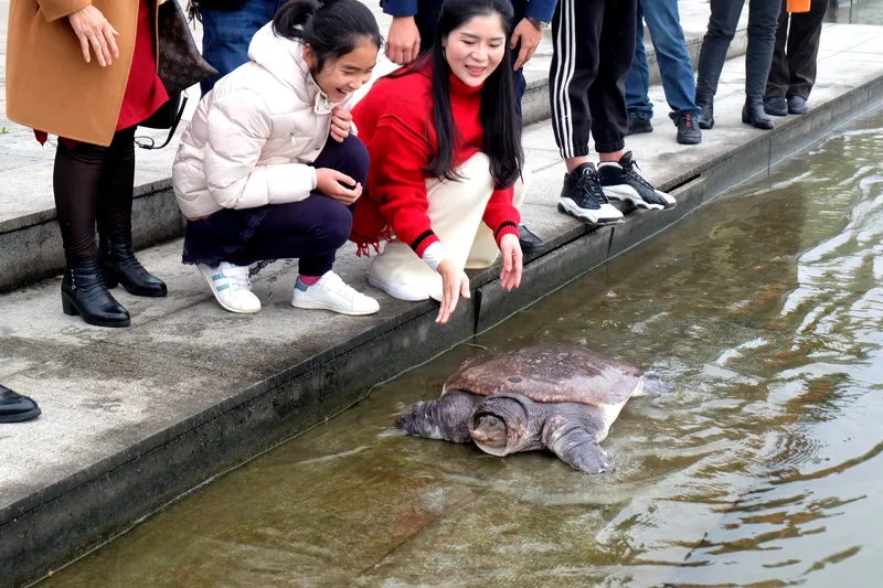 A 34-kilogram soft-shell turtle released in Changde, Hunan province, in 2018
