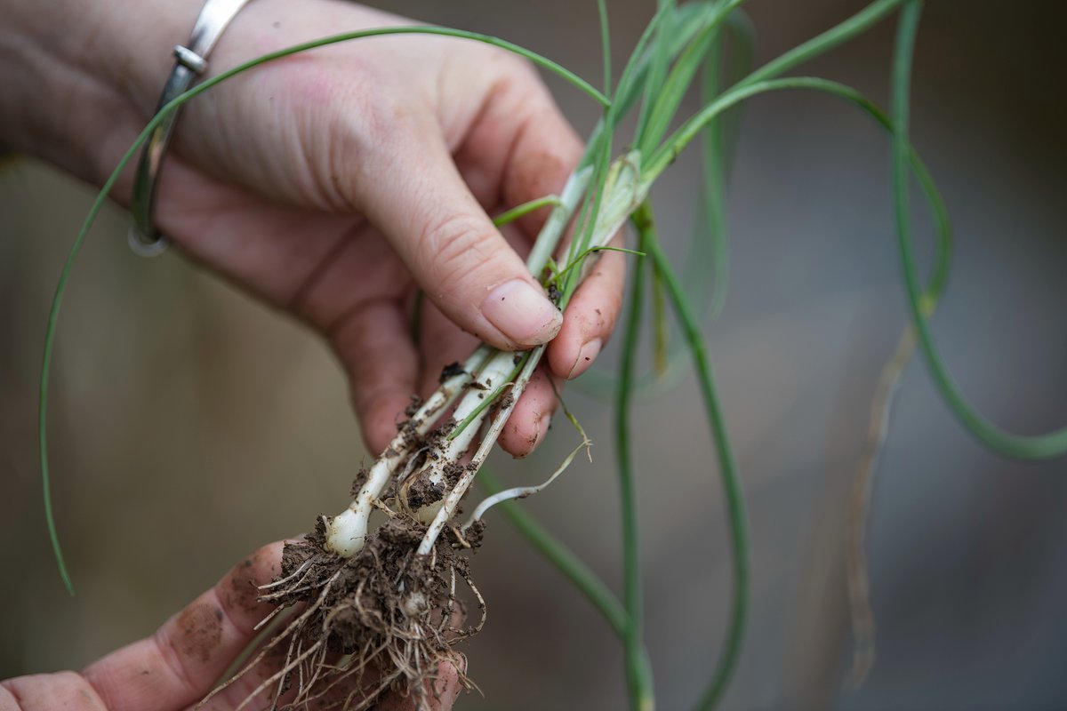 Wild onions, or yecong (野葱) (VCG)