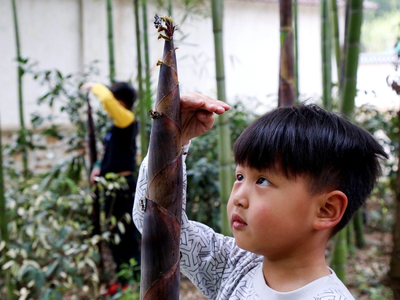 Boy measuring a bamboo stick