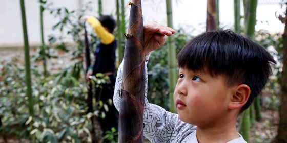 Boy measuring a bamboo stick