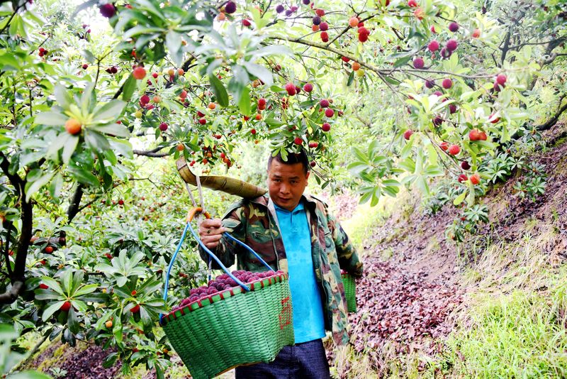 Yangmei Chinese bayberry in Yuyao being harvested by a man and carried in a basket