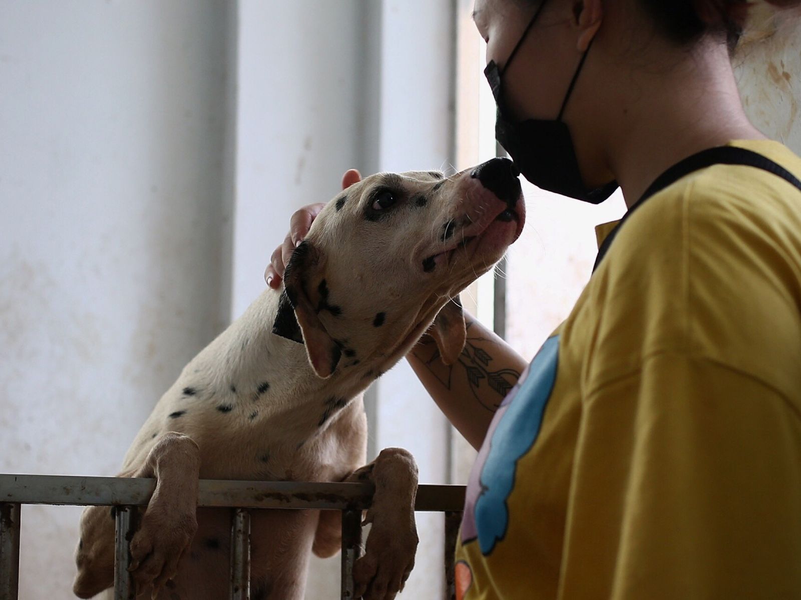 Rescuing dogs