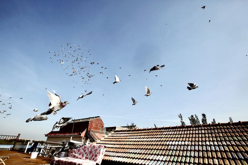 Pigeons are released once or twice a day for race training