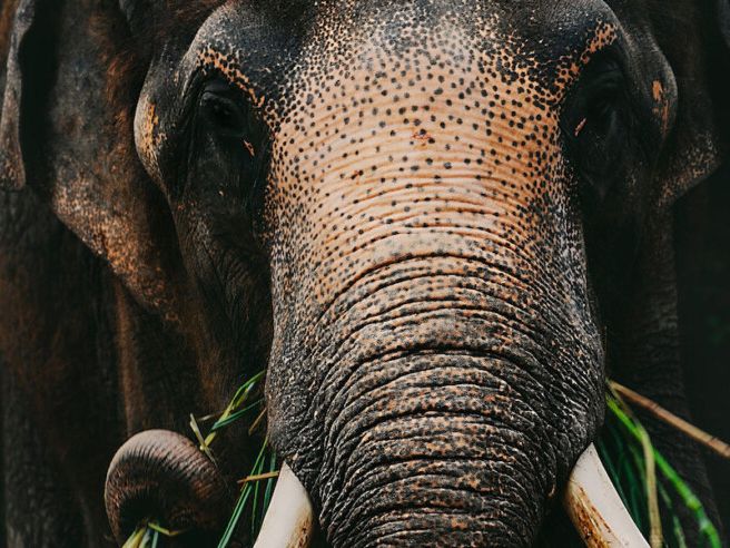 Yunnan elephant