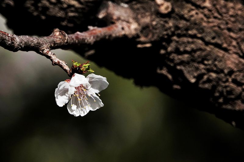 Apricot can be used to symbolise youth, melancholy, and infidelity in Chinese poem