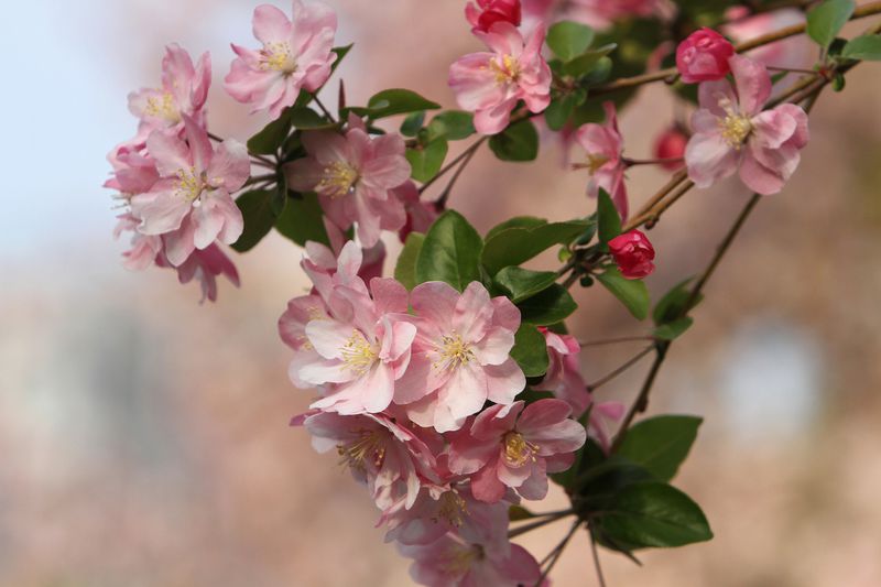 Chinese crab-apple symbolise modesty and detachment from material success in Chinese poem