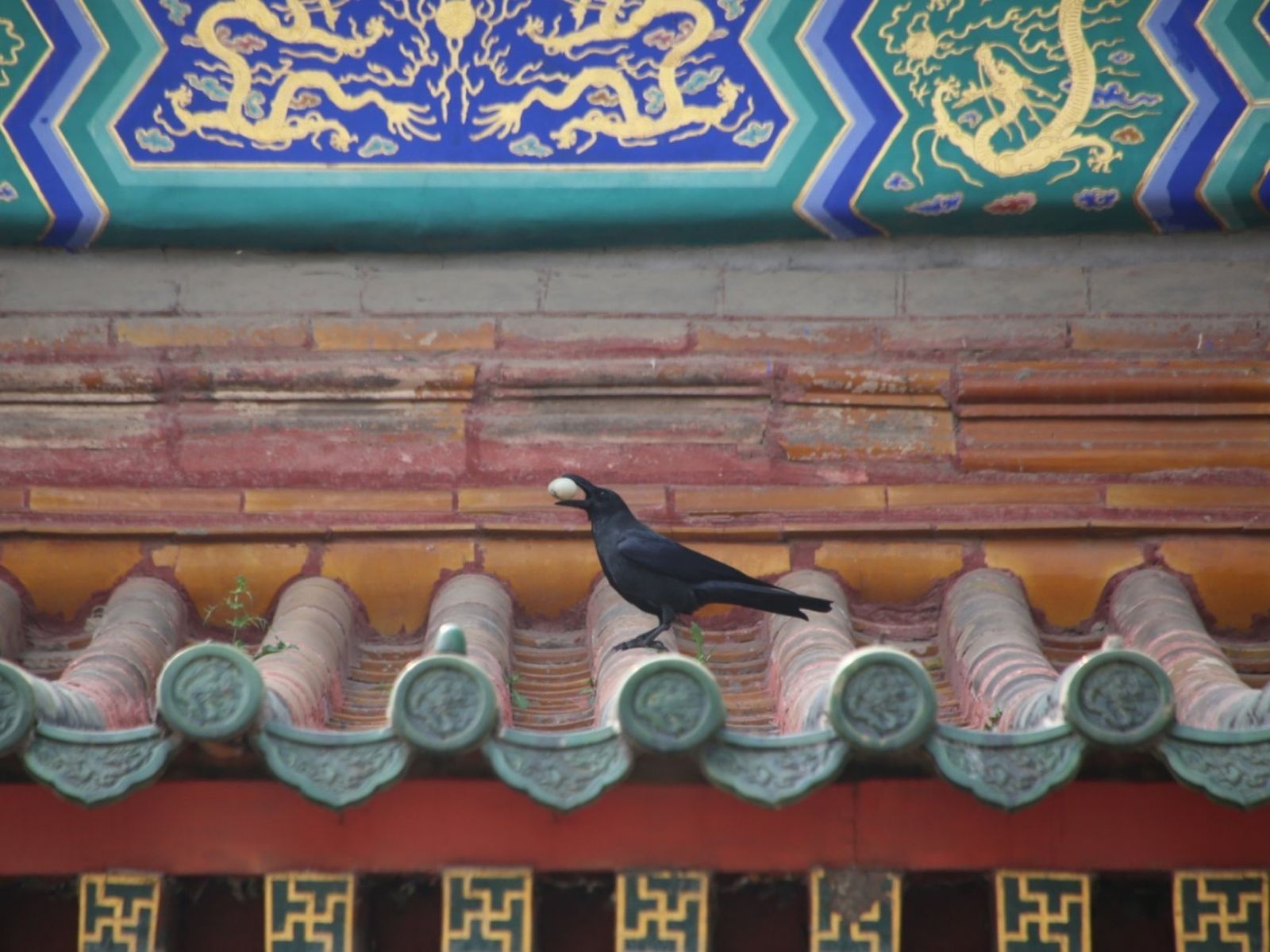 Crow on a roof