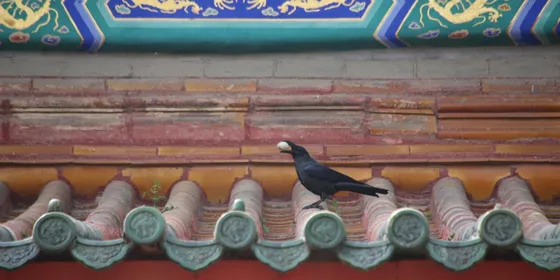 Crow on a roof
