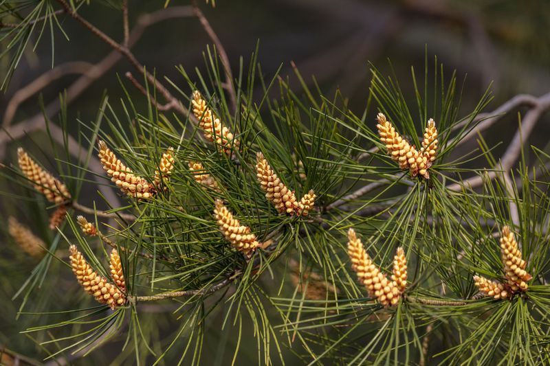 Pine, symbolise perseverance and integrity in Chinese poem