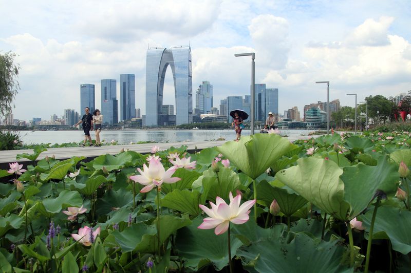 Lotus flowers blooming in Suzhou’s Jinji Lake
