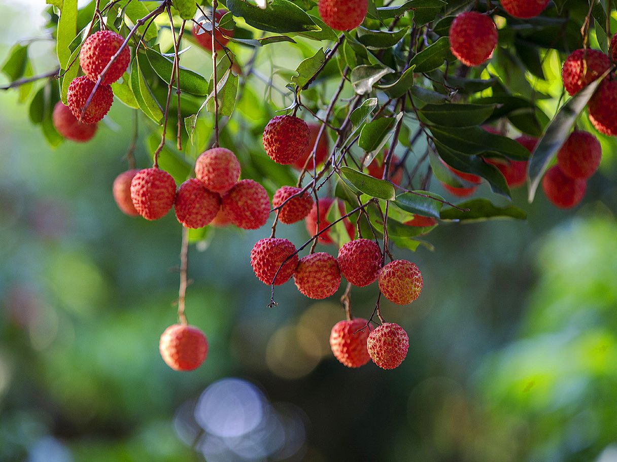 VCG111289612212 Rotten Lychee.jpg