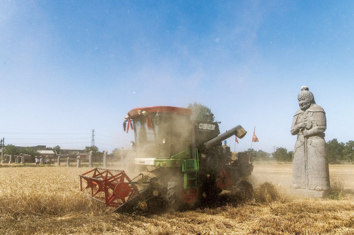 A wheat harvest taking place next to a Song tomb near Gongyi