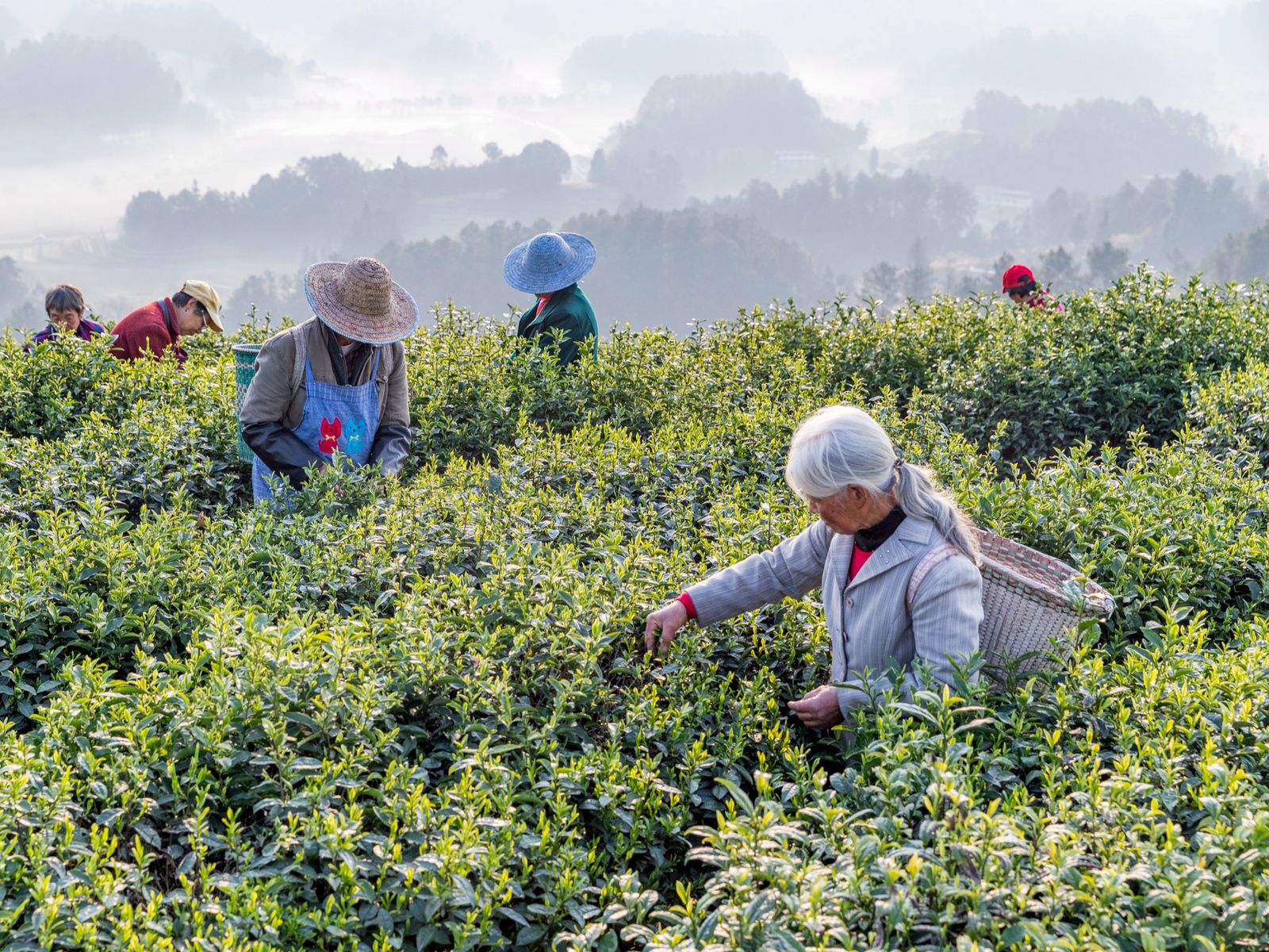 Tea pickers in Zhejiang