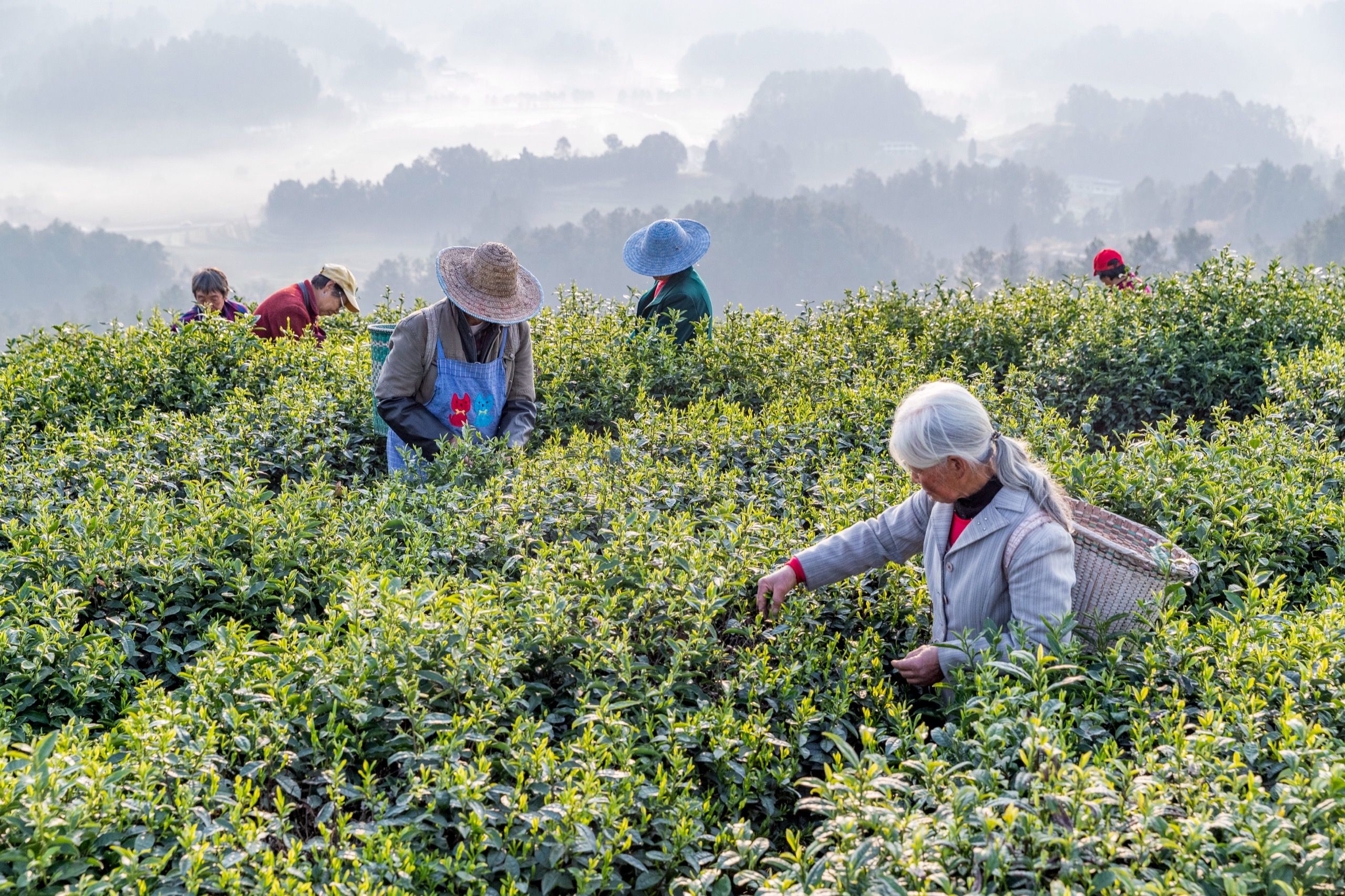 All The Teas In China The Legends Of Chinese Tea The World Of Chinese