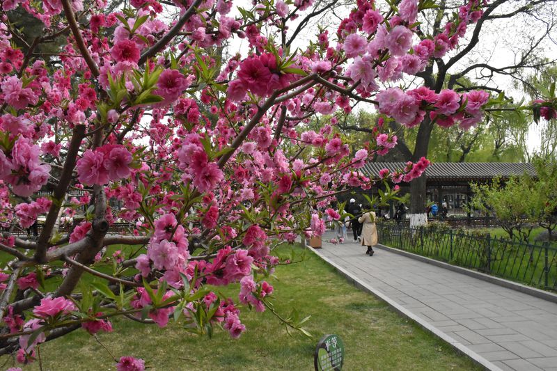 Peach blossom is often associated with the beauty and romance in Chinese classic poem