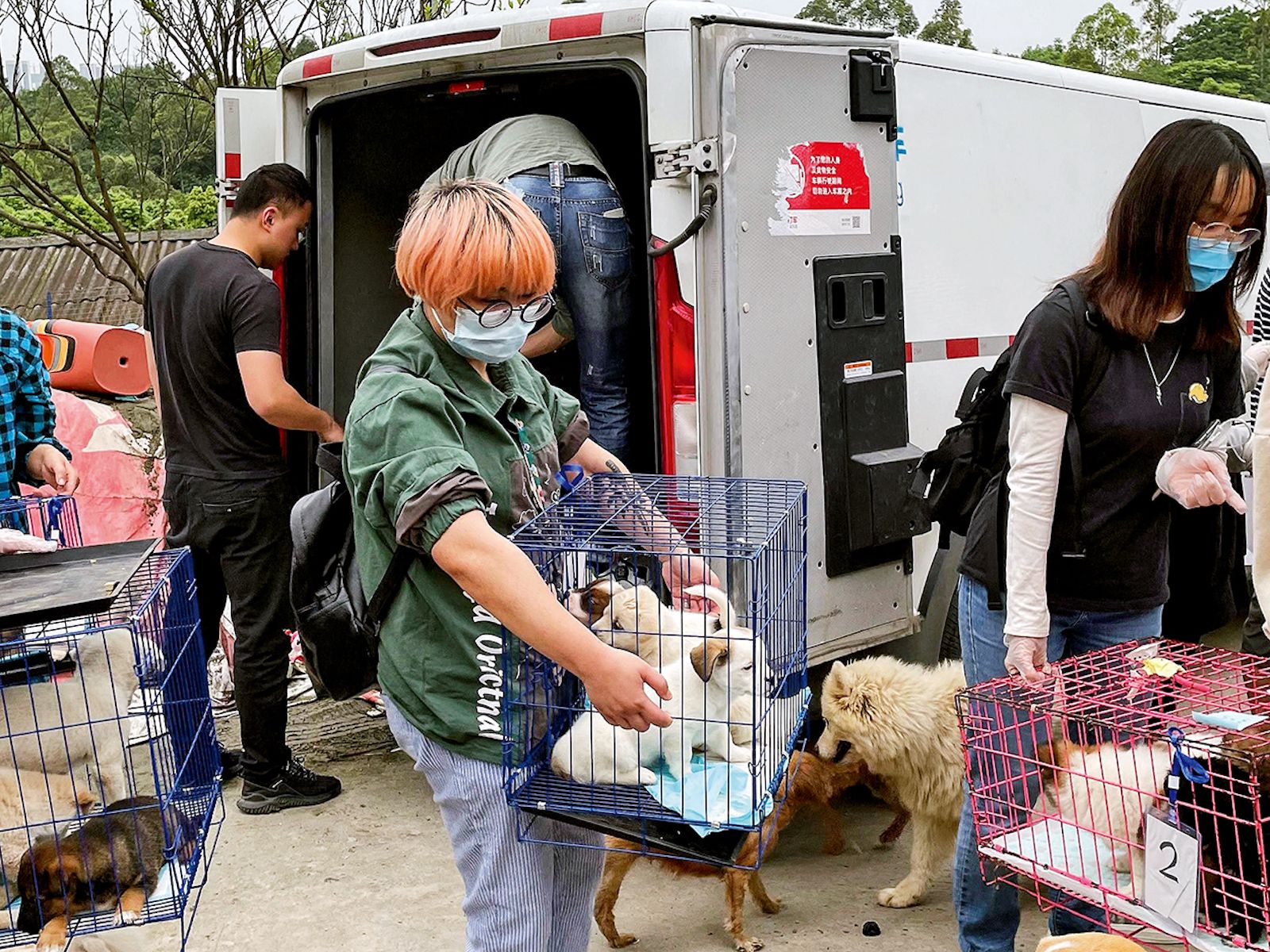 Chinese Animal "Mystery Boxes"