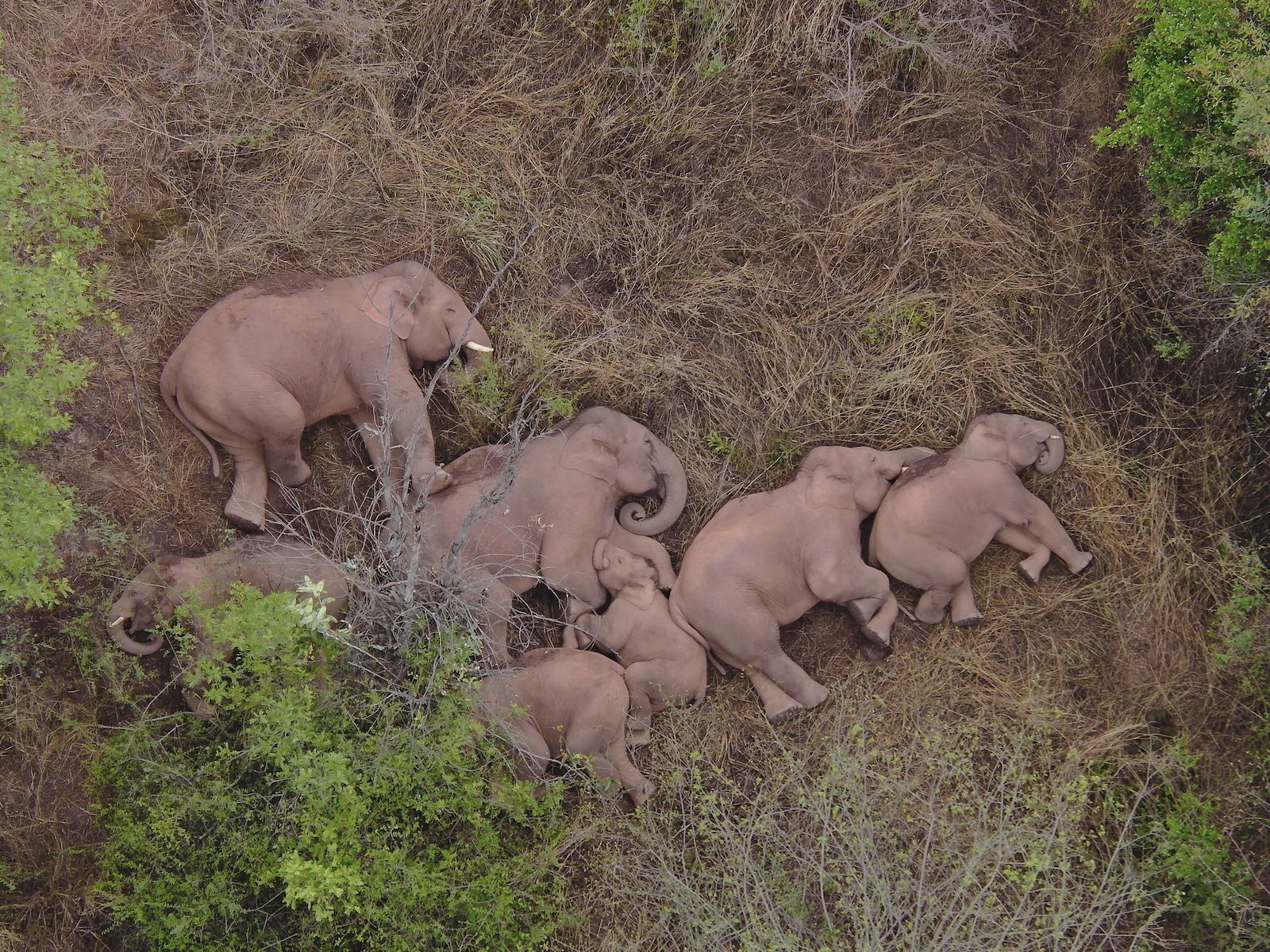 Chinese elephants sleeping