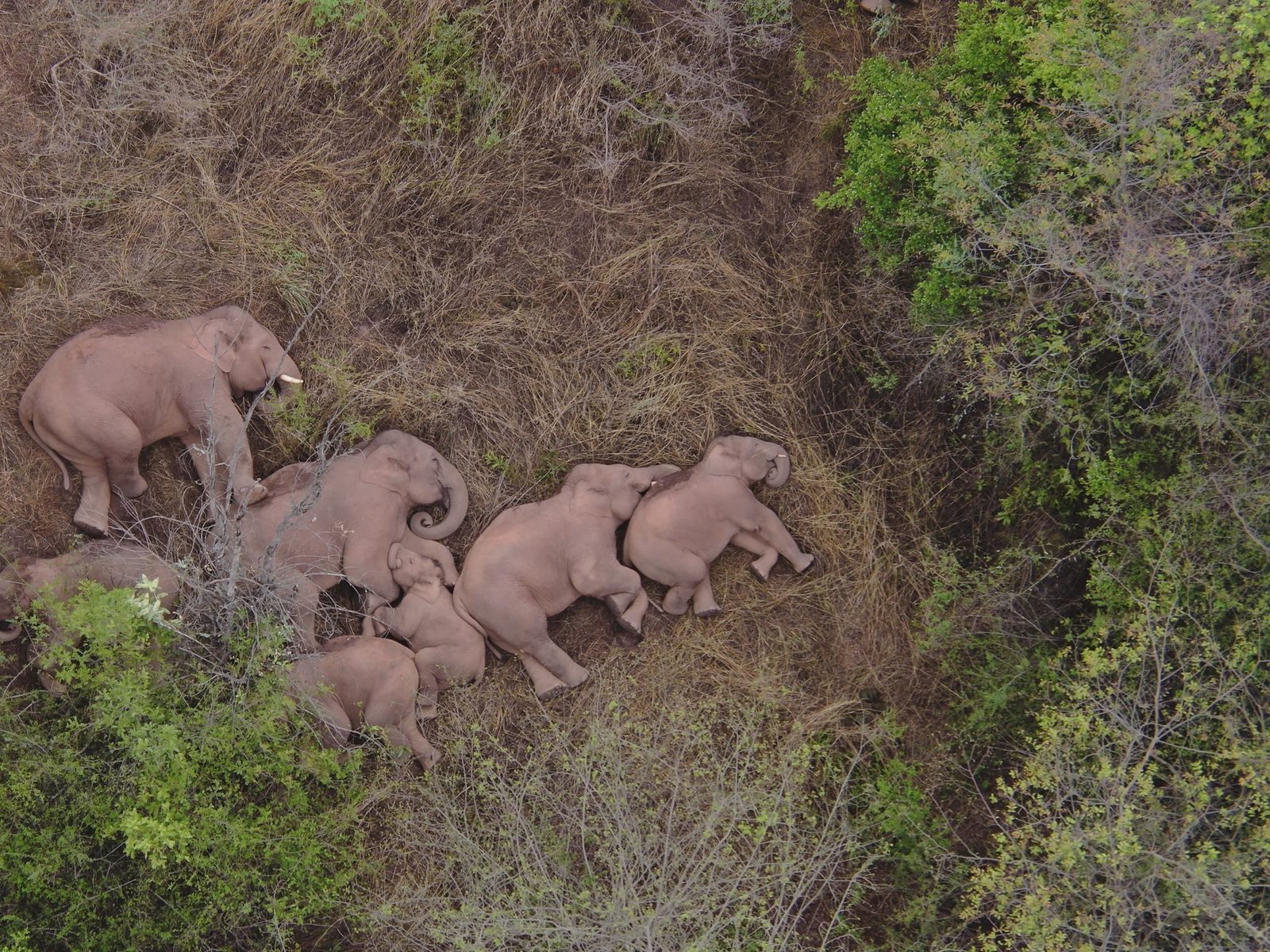 Yunnan elephants
