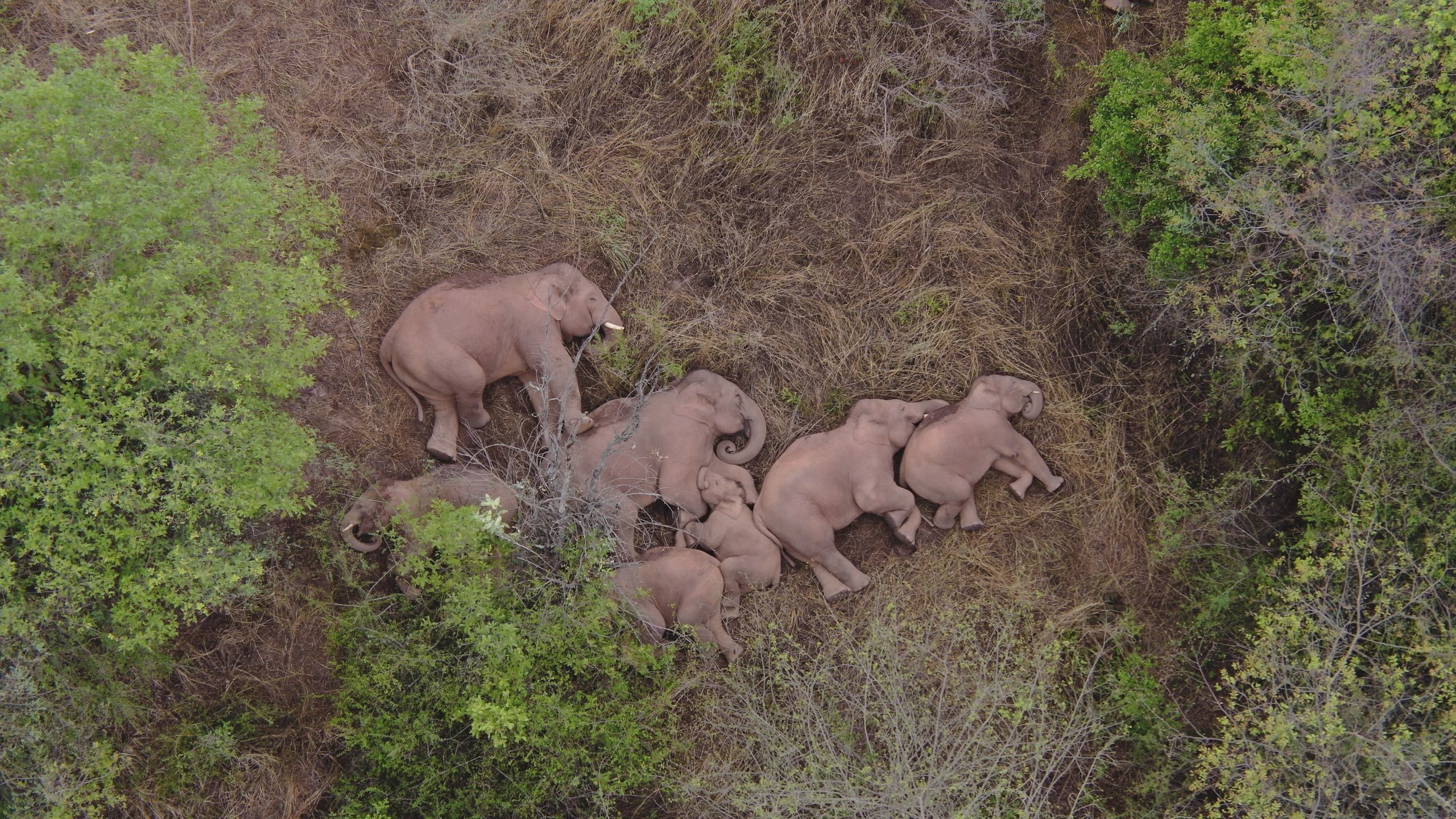 My Life Filming Elephants in China | First Person | The World of Chinese