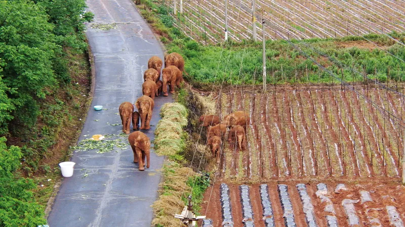 The migrating herd of elephants roamed through farmlands of Yunnan last June