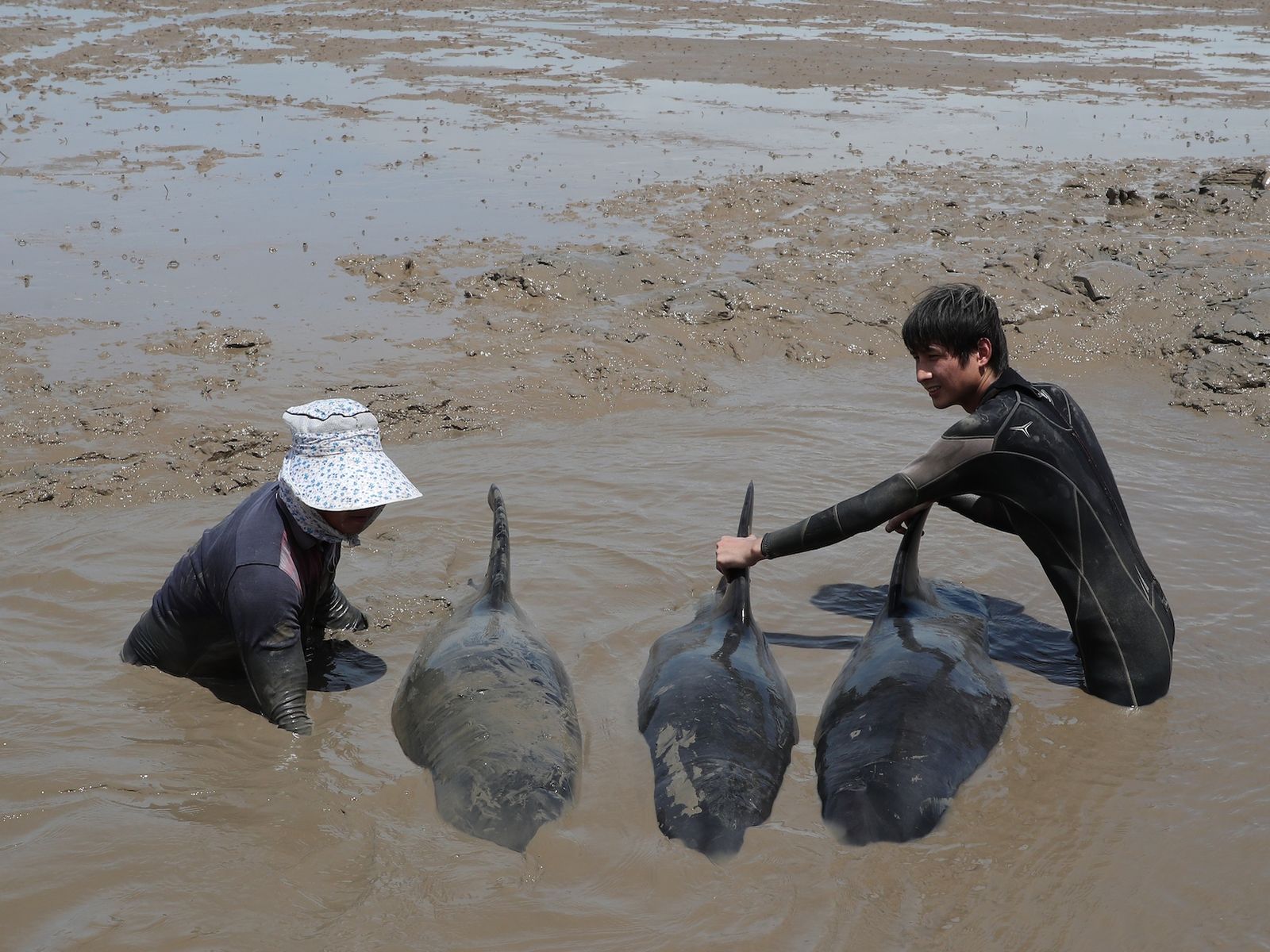 Rescuing dolphins