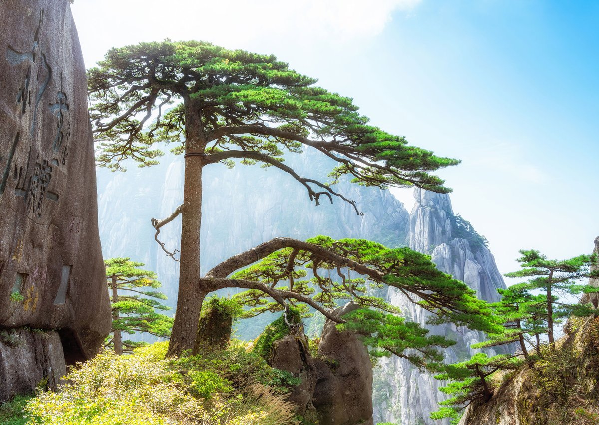 “Guest-Greeting Pine”  or yinkesong on Mount Huang, the symbolism of trees in ancient china