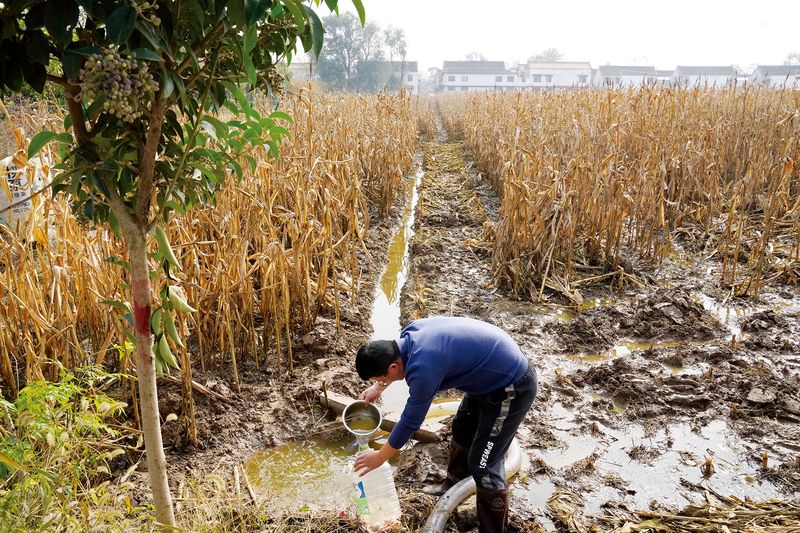 Heavy rains in Henan, affected 2.4 million acres of crop fields, farmers’ harvest wiped out