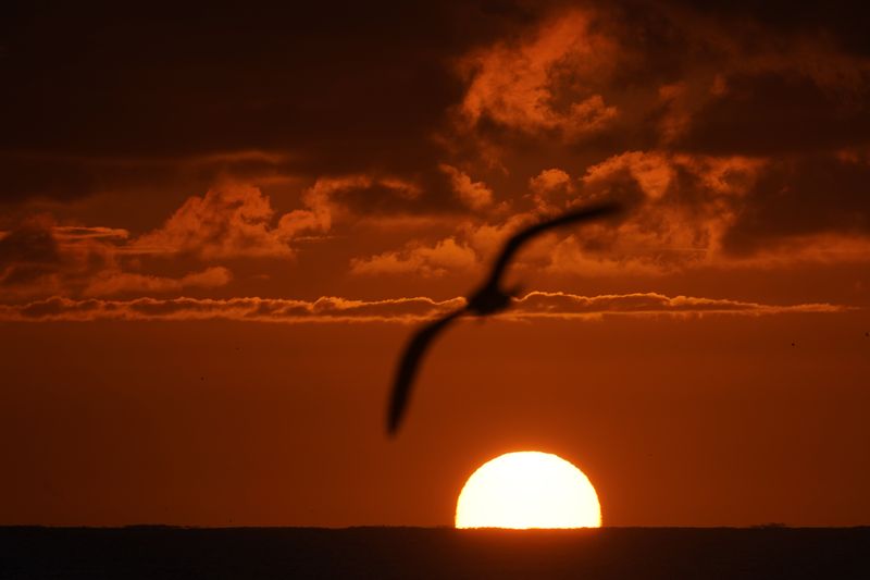 Bird flying in front of a sunset, China’s bird poachers