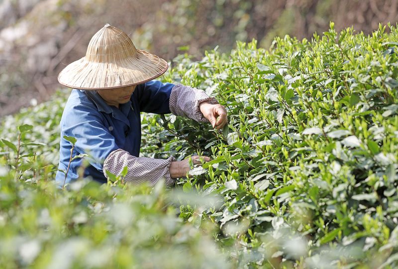 A tea picker in Hangzhou picking West Lake Longjing tea