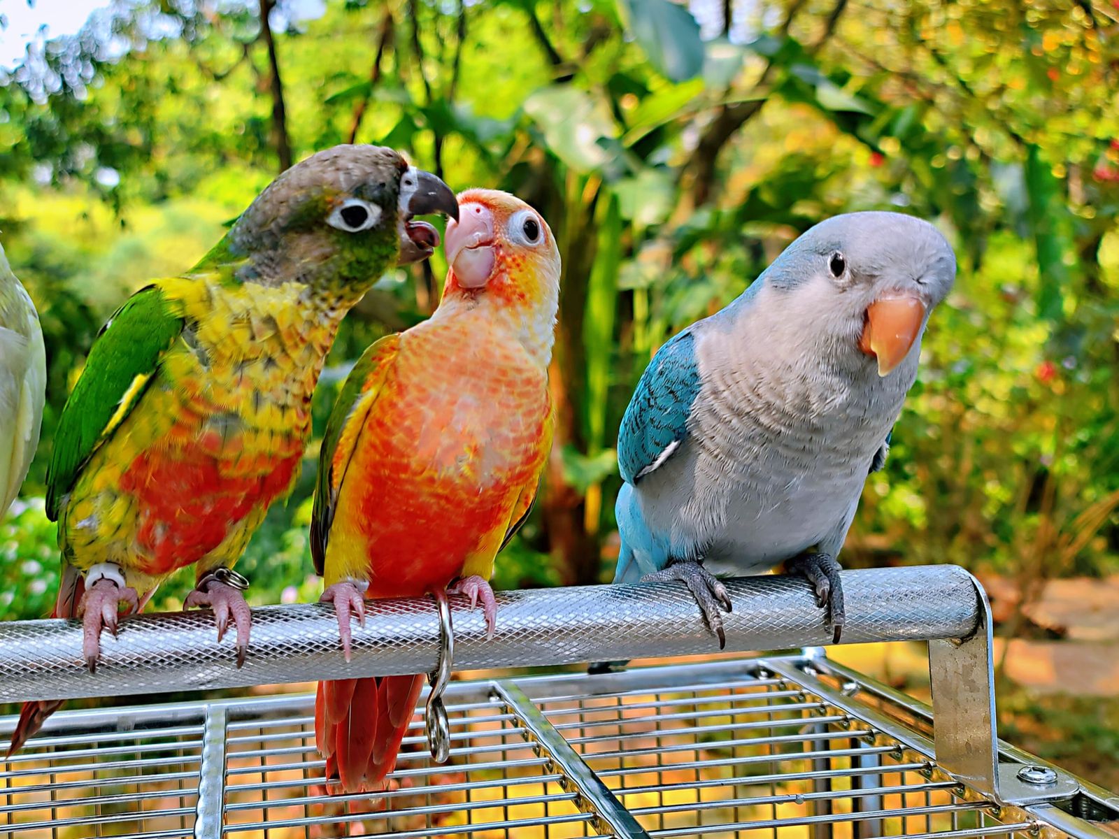Parrots in Nanning